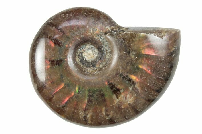 1 to 1 1/4" Flashy Red Iridescent Ammonite Fossil - Photo 1